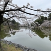 花見の名所、大宮公園を散歩