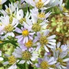 秋のシオンの花　