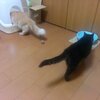 ばびょーんする動画／オールブラン
