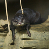 コツメカワウソ Aonyx cinerea