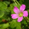 小さな野の花