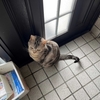 猫、姿が見えなくなっても慌てなくなる
