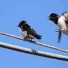 鳥撮散歩　住宅街のツバメ