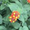 Lantana