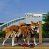 柴犬大吉一家の夏休み