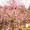 広島県世羅郡世羅町にある世羅高原農場の花々 ①