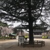 桜花満開。