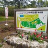 鶴岡市「チューリップ園」旧いこいの村でチューリップを見てきました。