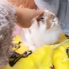 我が家のうさぎの1日の生活はこんな感じです。