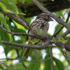 66 Song Sparrow