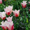  咲いた♪咲いた♪チューリップの花が