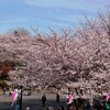 東京お花見日記　飛鳥山公園編