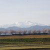 堤桜（手取川）