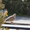 ニジハバト(Common Bronzewing)