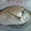 そしてサビキでチヌ