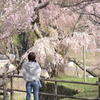 大宇陀の桜 Ⅲ