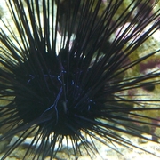 Entries In ガンガゼ目 Category The Sea Cucumber Blog なまこブログ