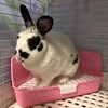  【うさぎ】腸の調子が悪くなったので病院へ連れて行った件【人間の保険ってすごい】