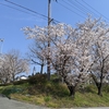 今日も瑞浪の桜