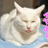 猫の反抗期ってあるのかな？