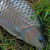 ■魚種>>060: スピニバルブス デンティクラトス ポリレピス（ Spinibarbus denticulatus polylepis ）