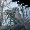 2022/12/9　鳥たち