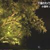 下城の大イチョウ　ライトアップ【熊本】