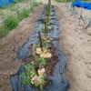 トマト苗を追加で植え付け🍅