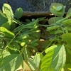 枝豆収穫～❦❦❦