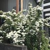 小手毬