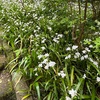 シャガを詠んだ短歌 / 暮春の北鎌倉で出会った植物１　　円覚寺，明月院，浄智寺の山門も楓の新緑に彩られて清々しい気分に．色鮮やかなのはツツジ・山吹．最も愛らしいと思った花はドウダンツツジ．そして，わが家で雑草扱いされてきたシャガの群生した姿は，見事なものでした．　熊笹のほしいままなる繁りなりかたより咲けりしゃがの幾本　佐佐木信綱　　悲しみに馴れつつおればあたたかく岸べの胡蝶花（しゃが）が近づいてきぬ　花山多佳子　