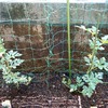 小玉スイカの苗を植えました