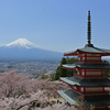 桜吹雪の頃　富士山新倉山浅間公園（2023年4月11日）