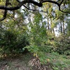 山の畑　アメリカフウ　2023/10