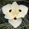 ディエテス・ビコロルの花たち