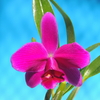 Cattleya pumila(`S.W.Maria'x select )