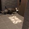 【ねこ森町】さくさくさくら