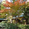 多胡記念公園（中央林間）のイロハモミジ