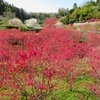 「天国に一番近い里川角（かいずみ）」の花桃を愛でに行く ③
