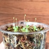 水苔で水苔を育てる