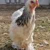 ウズベキスタンの鶏にメロメロ