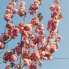 2013　庭の八重桜