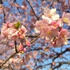 とても綺麗でした✨早咲きの河津桜を見てきました🌸