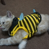 ＠１１　ブンブンブン　市が飛ぶ　蜂になった愛猫❢