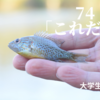 74.「これだけ」