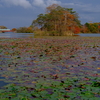 紅葉の大沼国定公園を往く、キハ40を撮る！
