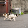 近隣繁華街のねこさん