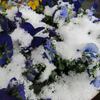 やっぱり雪になったよ