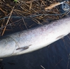 釣りのガイドって、デカイ魚を釣ったことがあるのだろうか。