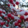 老犬ホームあん｜年末年始